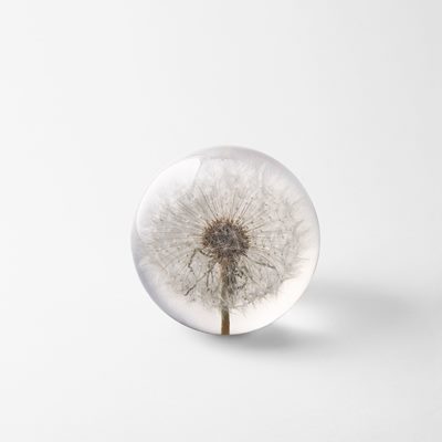Paperweight Flora - Diameter 8 cm , Plastic, Maskros | Svenskt Tenn